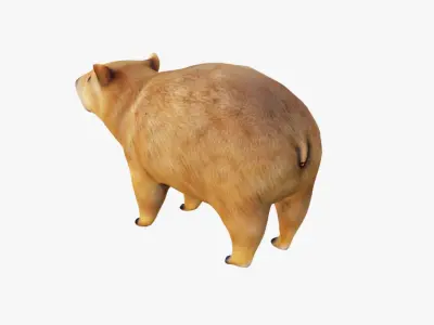 Capybara Free 3D model buy
