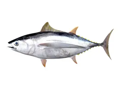 Albacore Tuna Fish Thunnus Alalunga 3D model