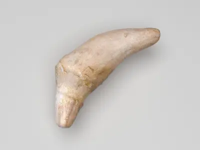 Dolphin Tooth 3D model