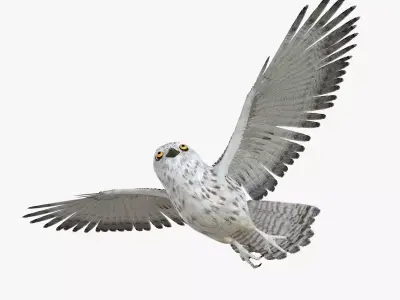 Owl bird rigged 3d model Low-poly 3D model