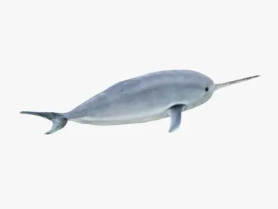 Narwhal Free 3D model