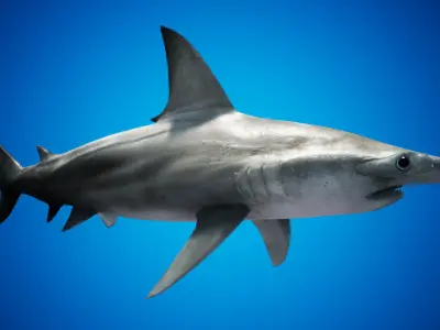 Hammerhead Shark with UE4 Support Low-poly 3D model