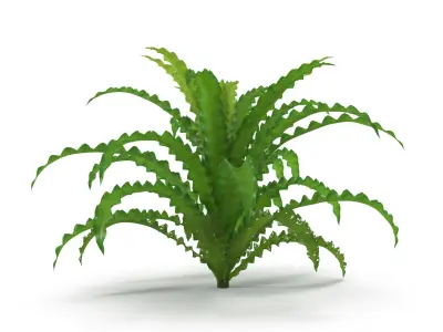 Pogostemon helferi 3D model