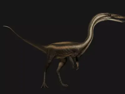 Coelophysis dinosaur Low-poly 3D model