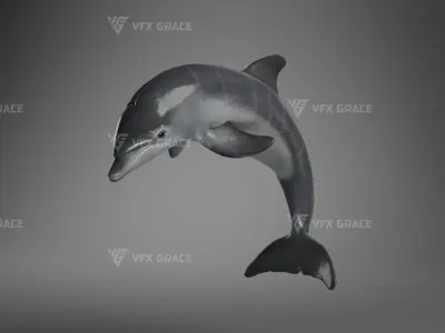 Bottlenose Dolphins Young Animation - VFX Grace 3D model