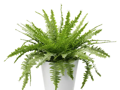  Boston Fern Potted Plant Model 