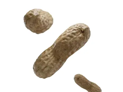 Peanut - Commercial Ready Low-poly 3D model