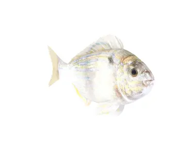 Fish Collection 3D model