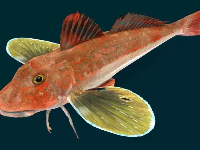 Spiny Red Gurnard Animated 3D model