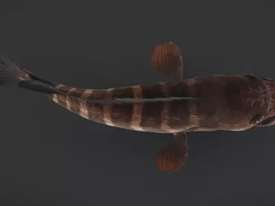 Bar Cod - Banded Rock Cod Animated 3D model