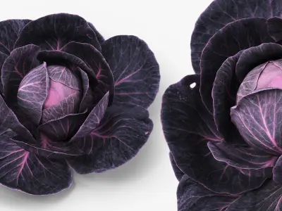 Leafy Cabbage Head Purple Dark 3D model