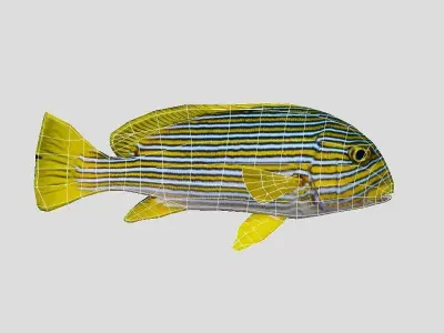 Ribbon sweetlips Low-poly 3D model