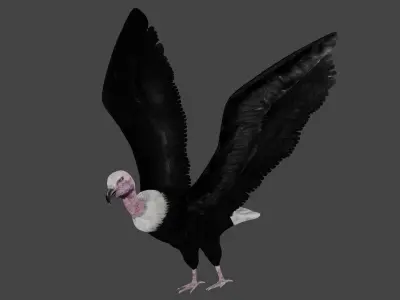 Vulture low poly fully rigged 4 Low-poly 3D model