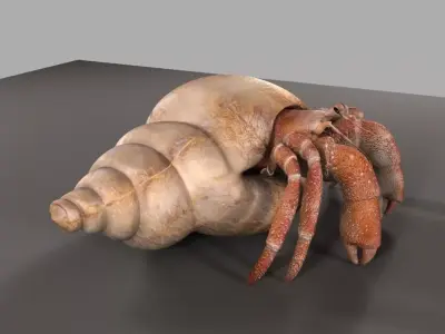 Hermit crab 3D model