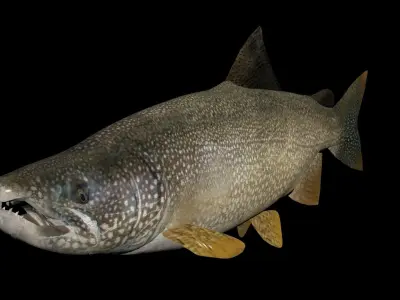Lake Trout 3D model