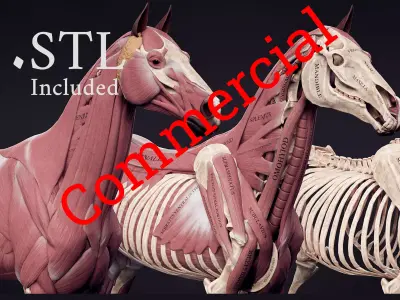 Horse Anatomy Kit Commercial License Low-poly 3D model