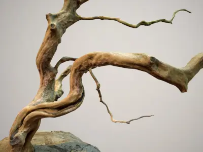 Curly tree Scan Low poly 3D model