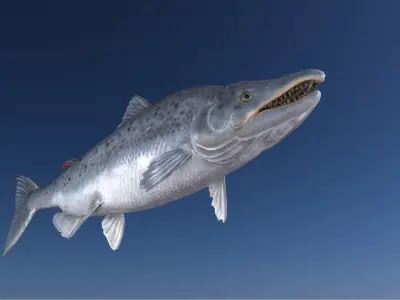 Salmon Model With A Rig 3D model