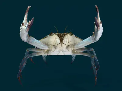 Swimmer Crab Animated Low-poly 3D model