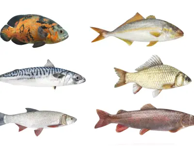Fish Collection 3D model
