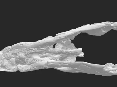 Archelon skull Free 3D print model