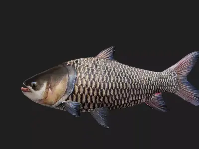 Gaintsiamesecarp Low-poly 3D model
