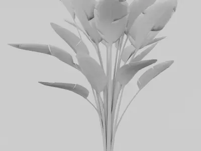 Bird of Paradise Plant Model - Strelitzia Nicolai Regel 3D model
