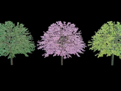 Cherry Tree Low Poly Free 3D model