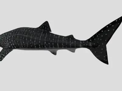 WhaleShark Realistic Animated Low-poly 3D model