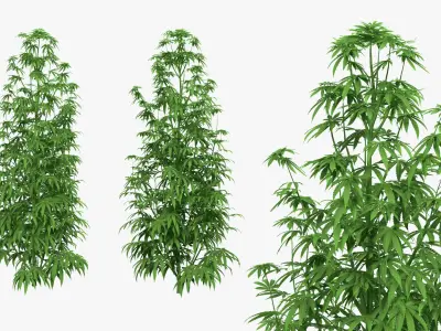 Marijuana Plant 3D model