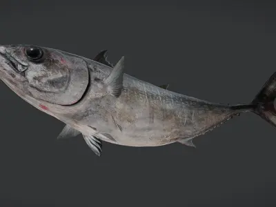 Pacific Bluefin Tuna Animated 3D model
