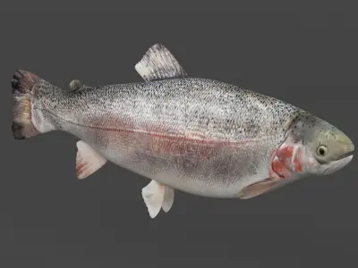 Fish Trout 3D model