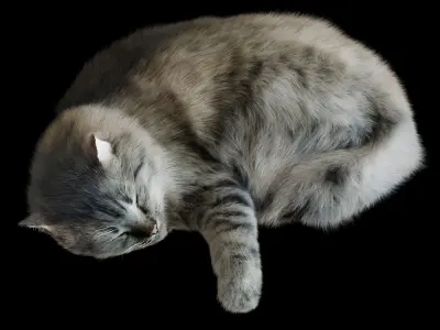 Sleeping Cat Corona 3D model