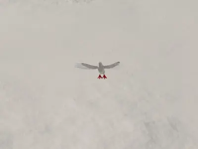 Pigeon 3d model blender Free 3D model