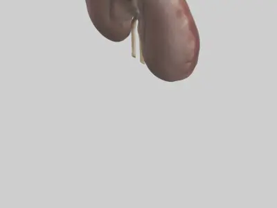 Elephant Kidneys Low-poly 3D model