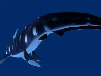 Xenacanthus whale shark Low-poly 3D model