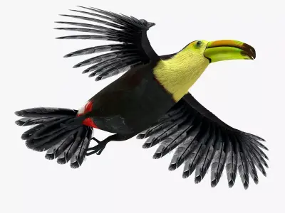 Toucan Bird rigged 3d model Low-poly 3D model