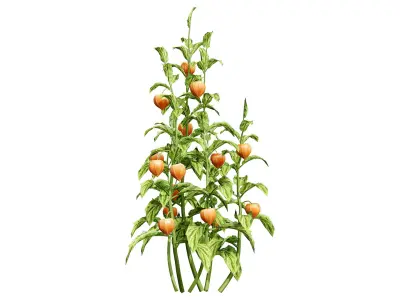 Physalis Genus Plant 3D Model