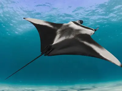 Manta Ray 8K- 3d animated 3D model