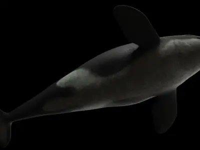 Killer Whale Low-poly 3D model