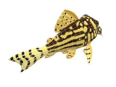 Sterba Corydoras fish animated Low-poly 3D model