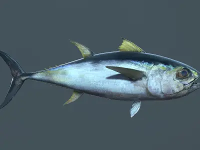 Tuna Fish Low-poly 3D model