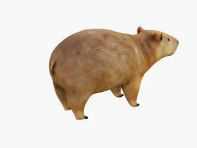 Capybara Free 3D model buy