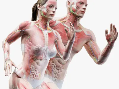 Full Male And Female Anatomy Set (Blender Rigged)