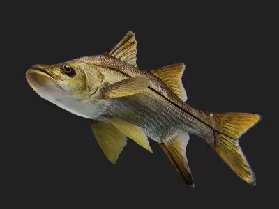 Snook Low-poly 3D model