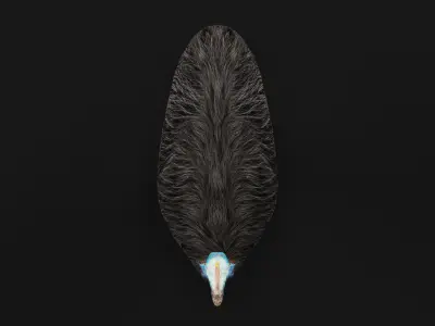 Australian Cassowary Bird  Low-poly 3D model