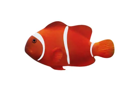 Low-Poly Clown Fish Animated  Low-poly 3D model