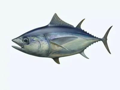 Yellowfin Tuna 3D model