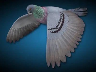 Pigeon A - Flight 3D model