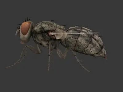 fly  housefly Low-poly 3D model